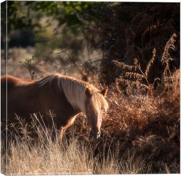 Beautiful portrait of New Forest pony in Autumn woodland landscape with vibrant Fall color all around Canvas Print by Matthew Gibson