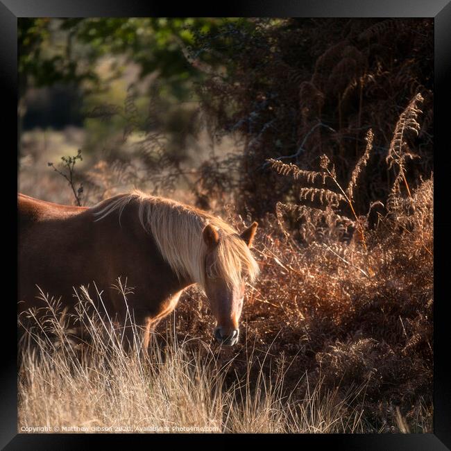 Beautiful portrait of New Forest pony in Autumn woodland landscape with vibrant Fall color all around Framed Print by Matthew Gibson