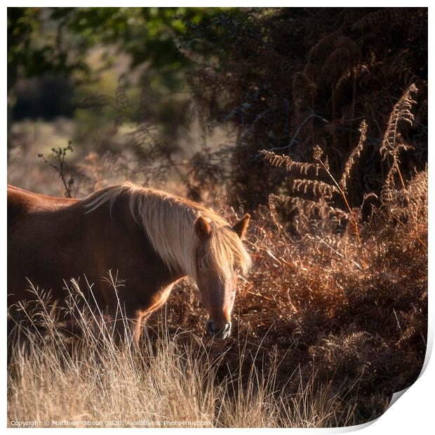 Beautiful portrait of New Forest pony in Autumn woodland landscape with vibrant Fall color all around Print by Matthew Gibson