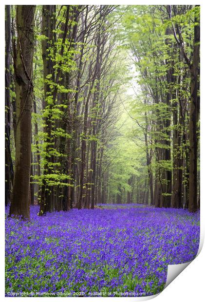 Vibrant bluebell carpet Spring forest landscape Print by Matthew Gibson