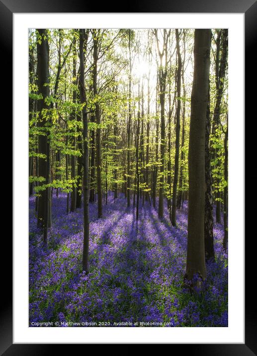 Beautiful morning in Spring bluebell forest with sun beams through trees Framed Mounted Print by Matthew Gibson