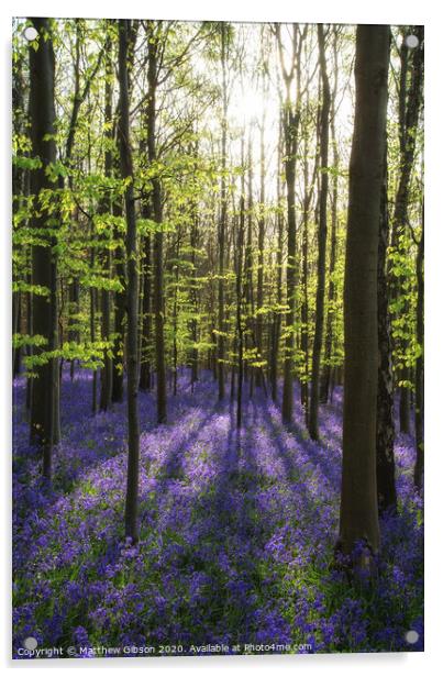 Beautiful morning in Spring bluebell forest with sun beams through trees Acrylic by Matthew Gibson