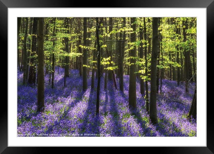 Beautiful morning in Spring bluebell forest with sun beams through trees Framed Mounted Print by Matthew Gibson