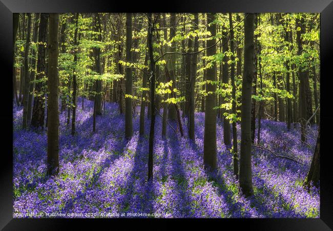 Beautiful morning in Spring bluebell forest with sun beams through trees Framed Print by Matthew Gibson
