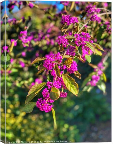 Amazing purple berries Canvas Print by Steve Hughes