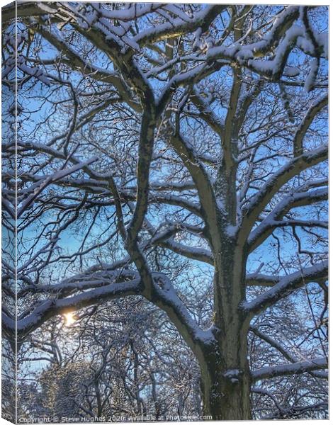 Snow on branches of a tree Canvas Print by Steve Hughes