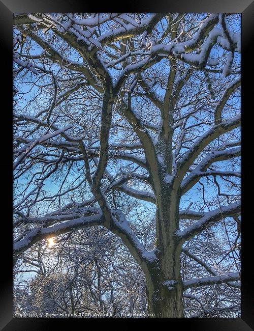 Snow on branches of a tree Framed Print by Steve Hughes