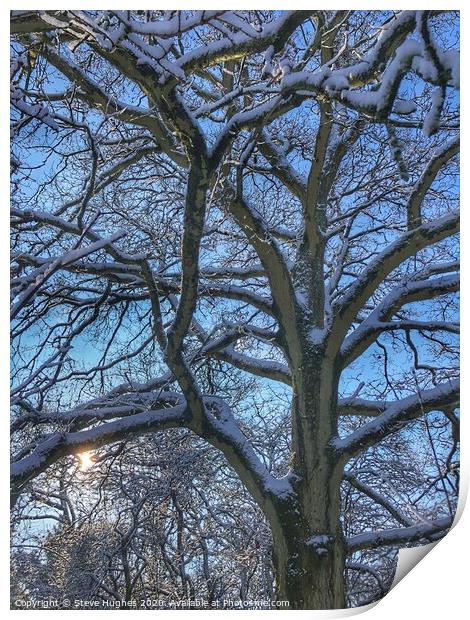 Snow on branches of a tree Print by Steve Hughes