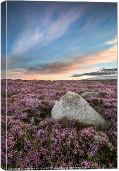 Stunning dawn sunrise landscape image of heather on Higger Tor in Summer in Peak District England Canvas Print by Matthew Gibson