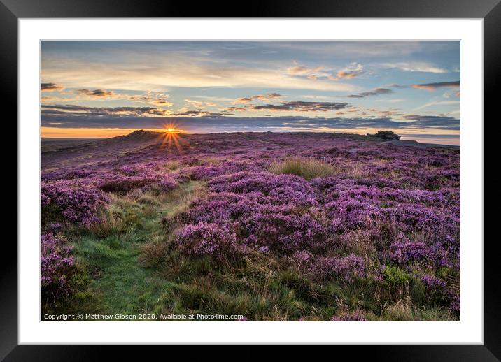 Stunning dawn sunrise landscape image of heather on Higger Tor in Summer in Peak District England Framed Mounted Print by Matthew Gibson