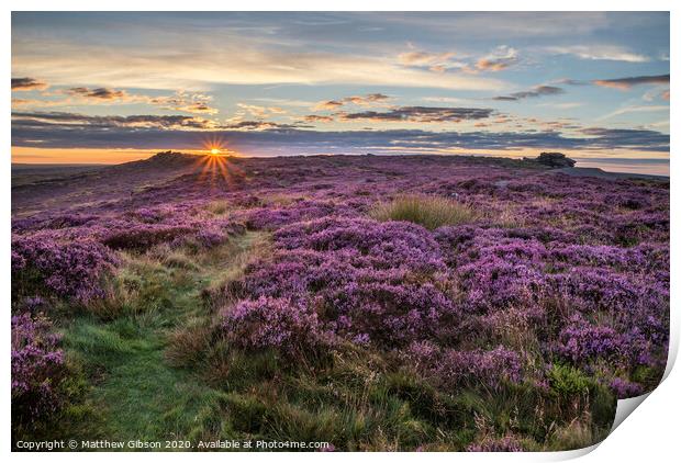 Stunning dawn sunrise landscape image of heather on Higger Tor in Summer in Peak District England Print by Matthew Gibson