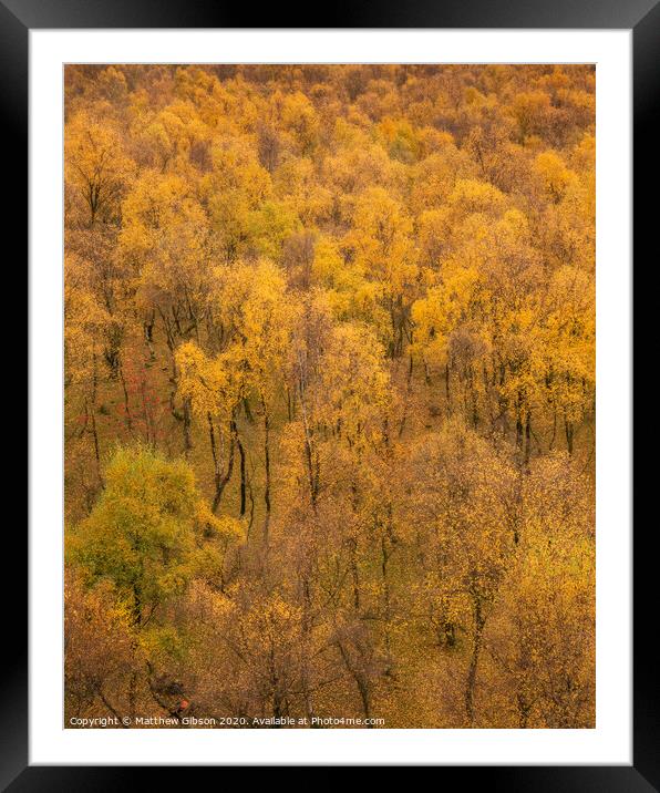 Amazing view of Silver Birch forest with golden leaves in Autumn Fall landscape scene of Upper Padley gorge in Peak District in England Framed Mounted Print by Matthew Gibson