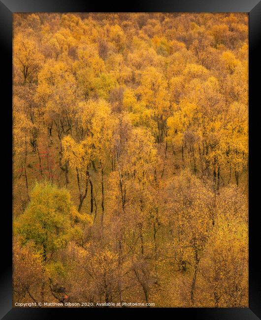 Amazing view of Silver Birch forest with golden leaves in Autumn Fall landscape scene of Upper Padley gorge in Peak District in England Framed Print by Matthew Gibson
