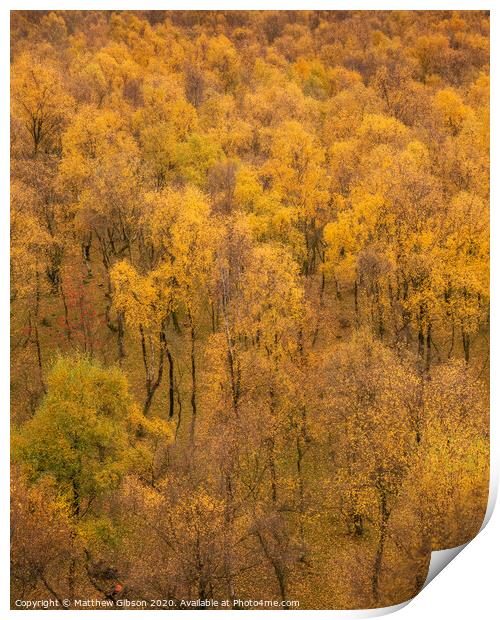 Amazing view of Silver Birch forest with golden leaves in Autumn Fall landscape scene of Upper Padley gorge in Peak District in England Print by Matthew Gibson