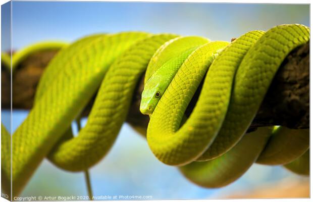 Green Mamba Coiled Up On A Branch Canvas Print by Artur Bogacki