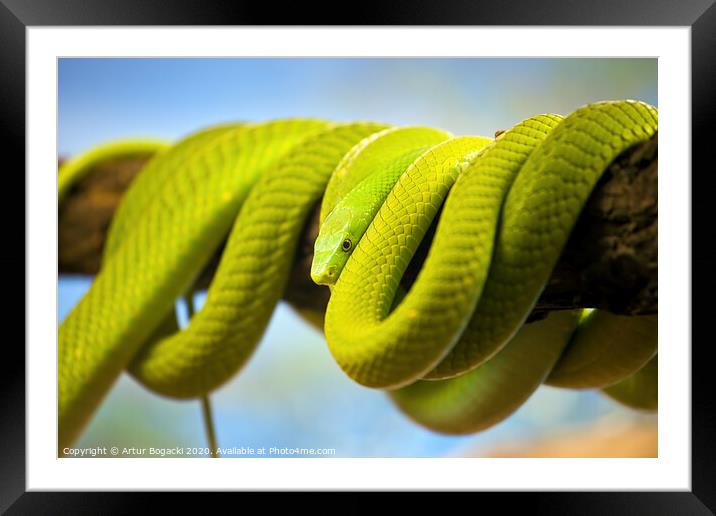 Green Mamba Coiled Up On A Branch Framed Mounted Print by Artur Bogacki