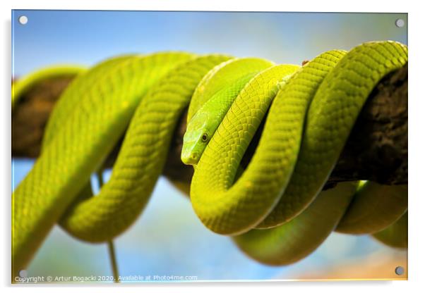 Green Mamba Coiled Up On A Branch Acrylic by Artur Bogacki