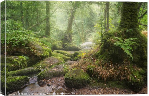 Stunning landscape image of Golitha Falls in Devon on misty Summer morning with stream flowing through woodland Canvas Print by Matthew Gibson