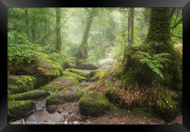 Stunning landscape image of Golitha Falls in Devon on misty Summer morning with stream flowing through woodland Framed Print by Matthew Gibson