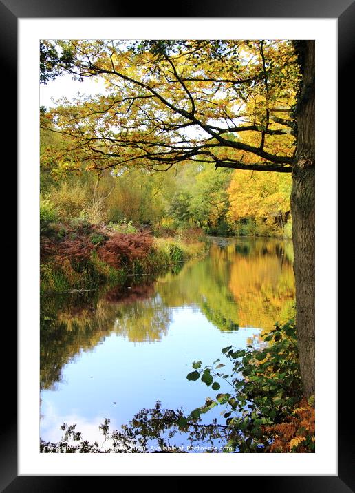 Basingstoke Canal in Autumnal colours Framed Mounted Print by Steve Hughes