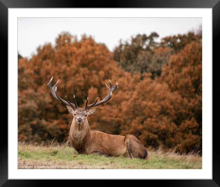 Red deer stag during rutting season in Autumn Framed Mounted Print by Matthew Gibson