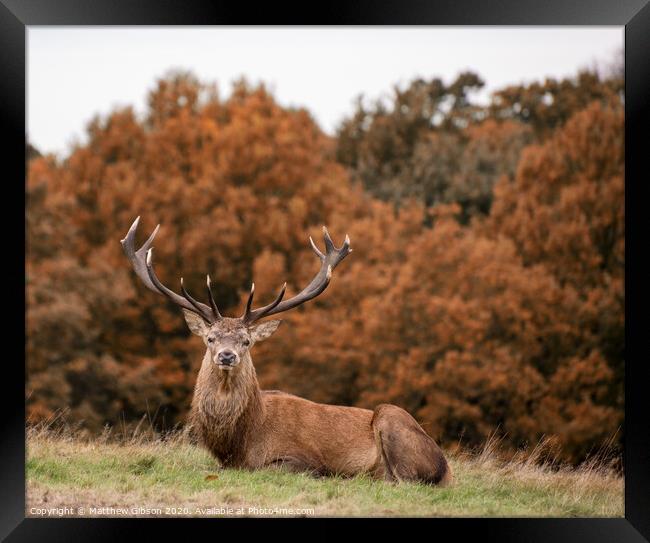 Red deer stag during rutting season in Autumn Framed Print by Matthew Gibson