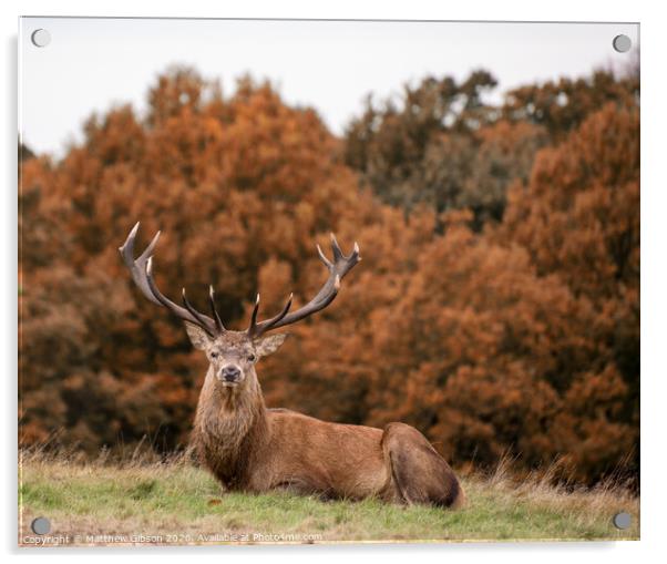 Red deer stag during rutting season in Autumn Acrylic by Matthew Gibson
