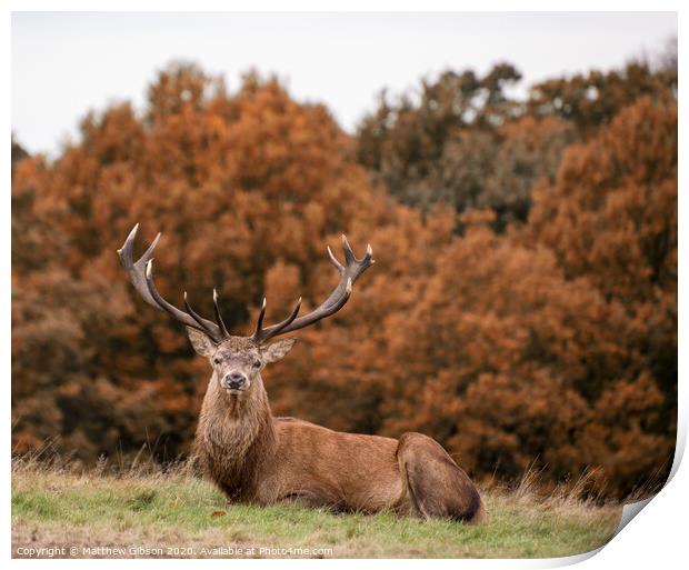 Red deer stag during rutting season in Autumn Print by Matthew Gibson