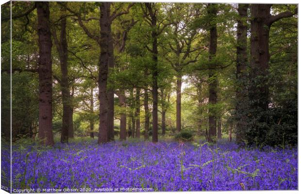 Shallow depth of field landscape of vibrant bluebell woods in Spring Canvas Print by Matthew Gibson