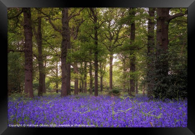 Shallow depth of field landscape of vibrant bluebell woods in Spring Framed Print by Matthew Gibson