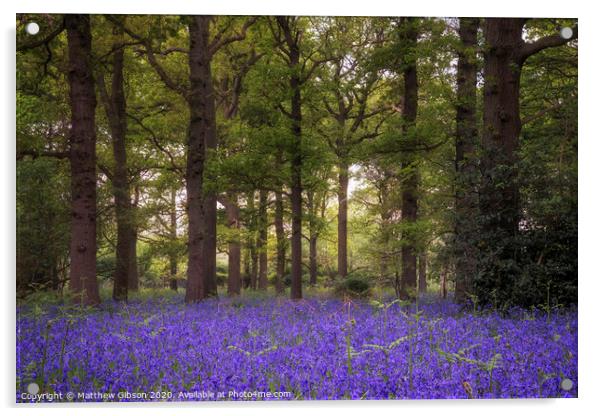 Shallow depth of field landscape of vibrant bluebell woods in Spring Acrylic by Matthew Gibson