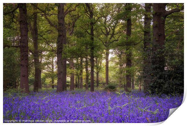 Shallow depth of field landscape of vibrant bluebell woods in Spring Print by Matthew Gibson