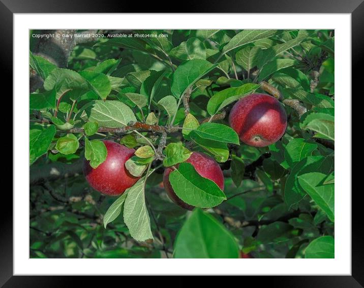 Autumn Apples Framed Mounted Print by Gary Barratt