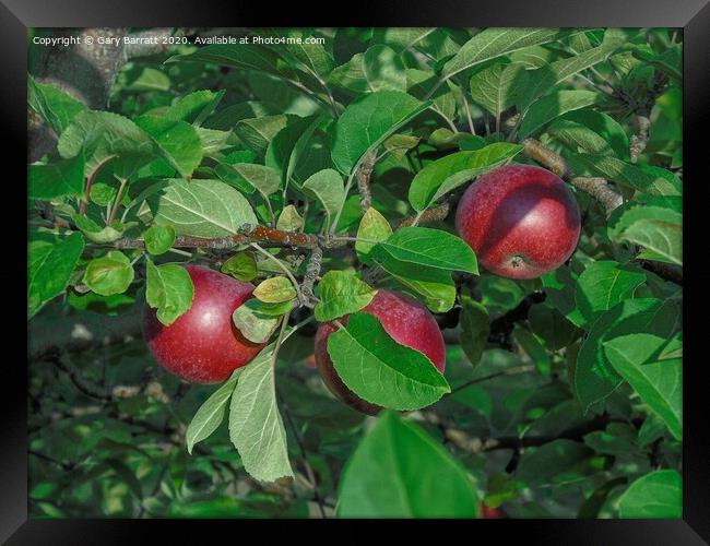 Autumn Apples Framed Print by Gary Barratt