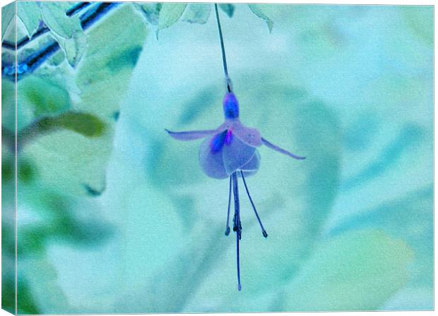 Fuchsia Blue Canvas Print by paulette hurley