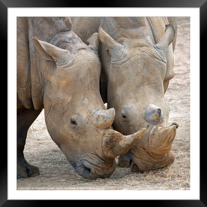 Rhinos head to head Framed Mounted Print by Howard Corlett