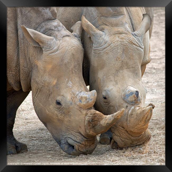 Rhinos head to head Framed Print by Howard Corlett