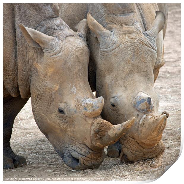 Rhinos head to head Print by Howard Corlett