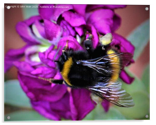 Bumble Bee Acrylic by John Wain