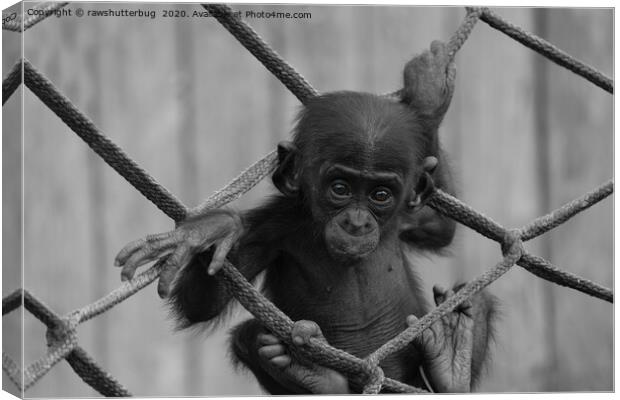 Bonobo Baby Likes To Climb Mono Canvas Print by rawshutterbug 