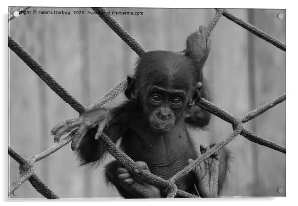 Bonobo Baby Likes To Climb Mono Acrylic by rawshutterbug 