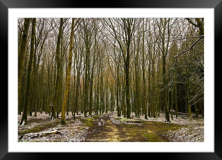 Winter woodland Framed Mounted Print by Graeme Hutson