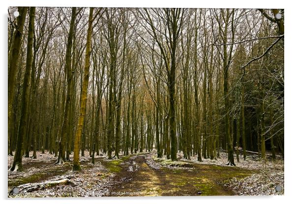 Winter woodland Acrylic by Graeme Hutson