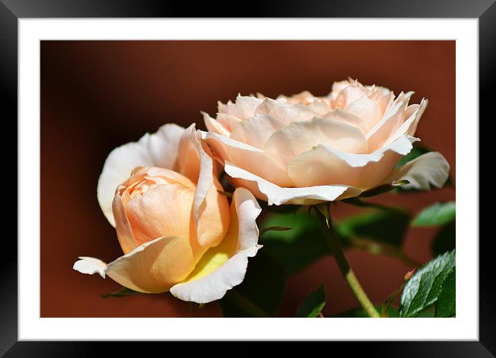 Peach Double Framed Mounted Print by Donna Collett