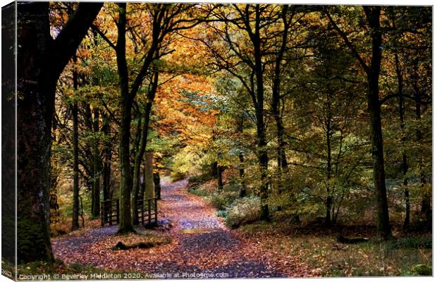 Autumn woods Canvas Print by Beverley Middleton