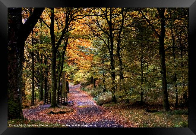 Autumn woods Framed Print by Beverley Middleton