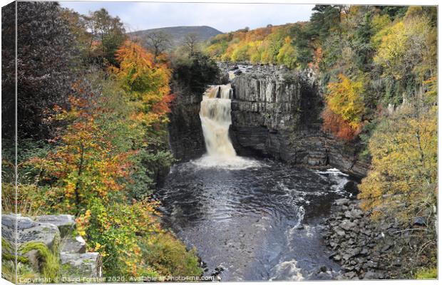 Autumn High Force, Upper Teesdale, County Durham, UK Canvas Print by David Forster