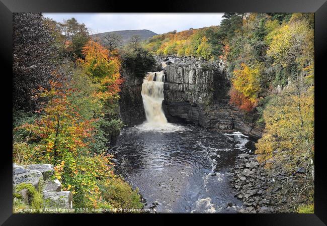 Autumn High Force, Upper Teesdale, County Durham, UK Framed Print by David Forster