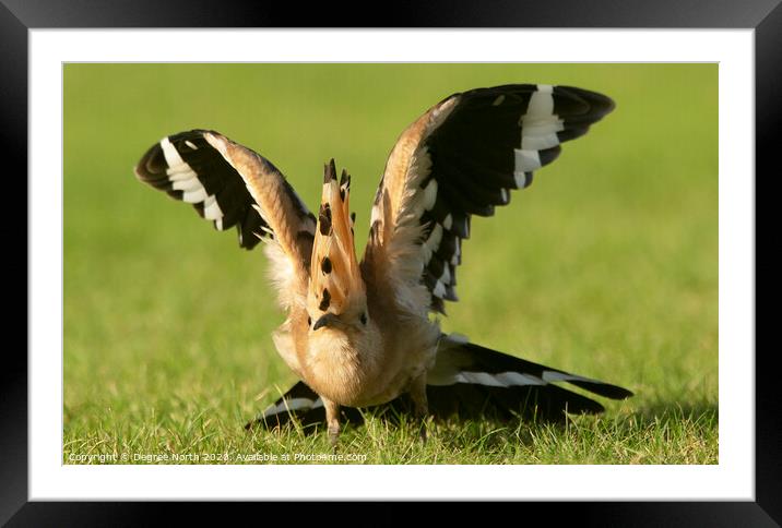 Hoopoe wing Stretch Framed Mounted Print by Degree North