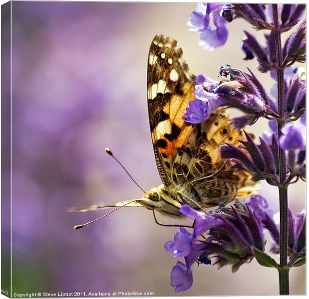 Painted Lady Canvas Print by Steve Liptrot